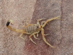 Leiurus hebraeus