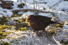 Turdus merula