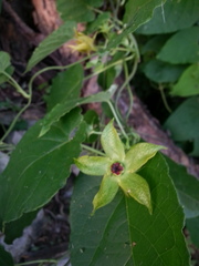 Gonolobus erianthus