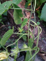 Gonolobus erianthus