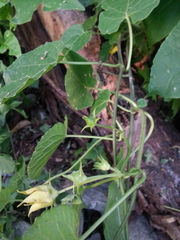 Gonolobus erianthus