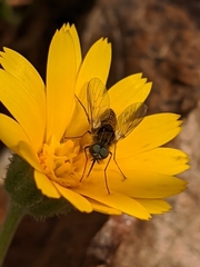 Parageron gratus
