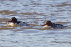 Mergus merganser