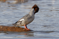 Mergus merganser