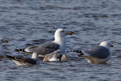 Larus cachinnans