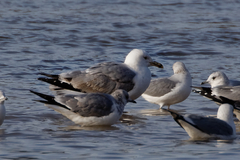 Larus cachinnans