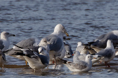 Larus argentatus