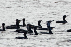 Phalacrocorax carbo