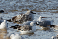 Larus argentatus