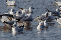 Chroicocephalus ridibundus