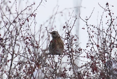 Turdus pilaris