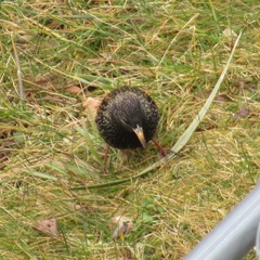 Sturnus vulgaris