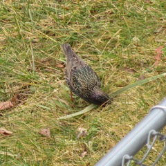 Sturnus vulgaris
