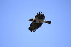 Corvus cornix