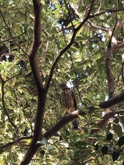 Rupornis magnirostris