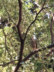 Rupornis magnirostris