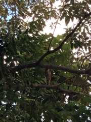 Rupornis magnirostris