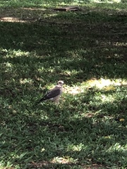 Rupornis magnirostris