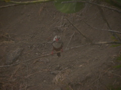 Halcyon leucocephala acteon