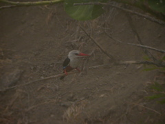 Halcyon leucocephala acteon