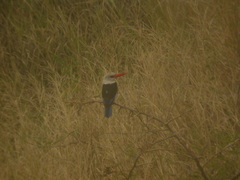 Halcyon leucocephala acteon