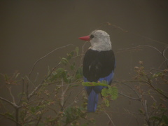 Halcyon leucocephala acteon
