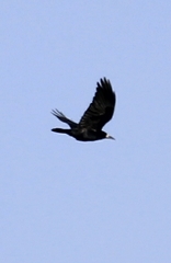 Corvus frugilegus
