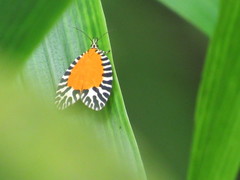 Pseudatteria volcanica