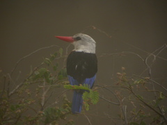 Halcyon leucocephala acteon