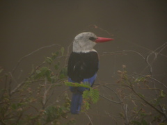 Halcyon leucocephala acteon