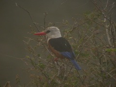 Halcyon leucocephala acteon