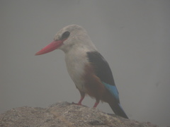 Halcyon leucocephala acteon