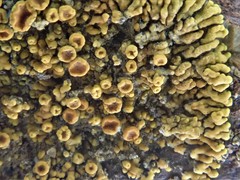 Polycauliona brattiae