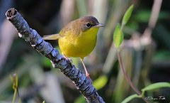 Southern Yellowthroat photo 3