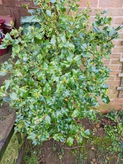 Ilex aquifolium
