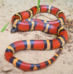 Lampropeltis annulata