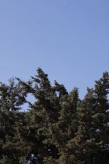 Parabuteo unicinctus