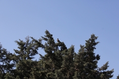 Parabuteo unicinctus