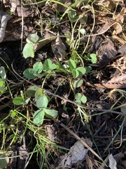 Trifolium stoloniferum