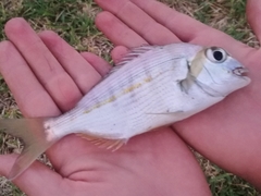 Rhabdosargus holubi