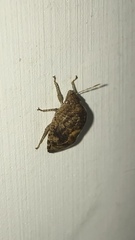 Pachycorinae