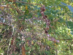 Piptadenia obliqua