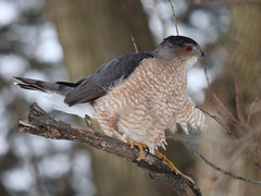 Accipiter cooperii