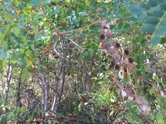 Piptadenia obliqua