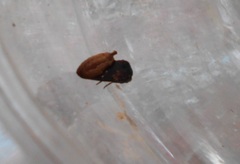 Gonodonta