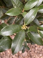 Osmanthus