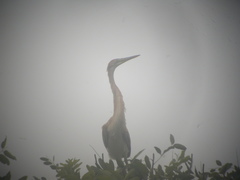 Ardea purpurea bournei