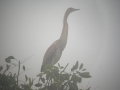 Ardea purpurea bournei
