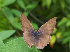 Anthene emolus goberus