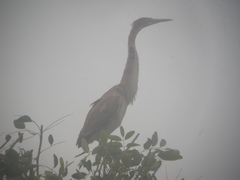 Ardea purpurea bournei